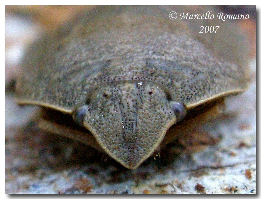 Dobbiamo stare vicini vicini (ovvero: inverno in compagnia)